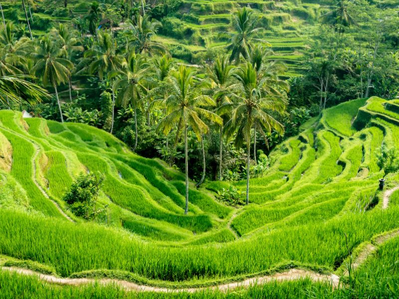 Liburan Akhir Pekan di Tengah ‘Musim Dingin’ Bali: Merangkul Sisi Sejuk Pulau Dewata pada Juli 2026